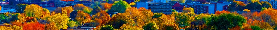 header-treetops